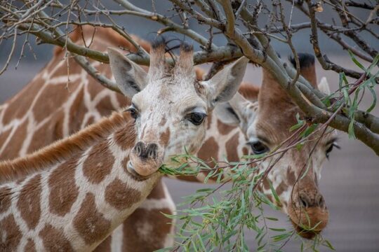 Out of Africa Wildlife Park Admission Ticket