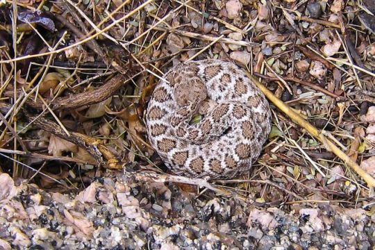 Half-Day Private Reptile Hunting in The Sonoran Desert